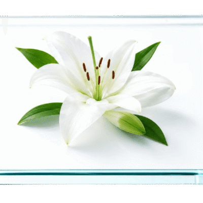 White lily with green leaves on glass
