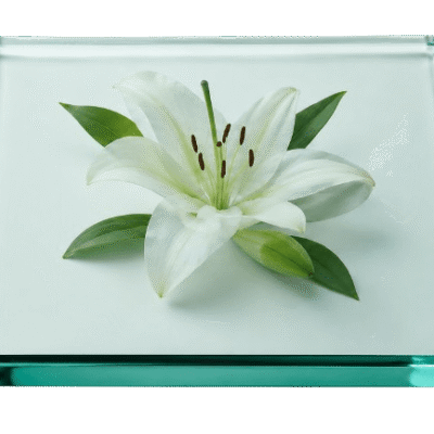 White lily on clear glass square